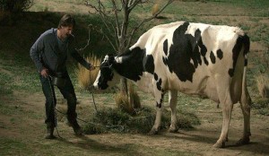 Phil lets the cow go free out of spite.